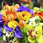 Елена Прокофьева